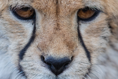 ICD-Insta-closeup-face