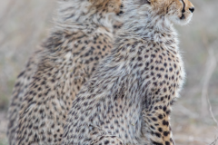 ICD-Insta-cub-group