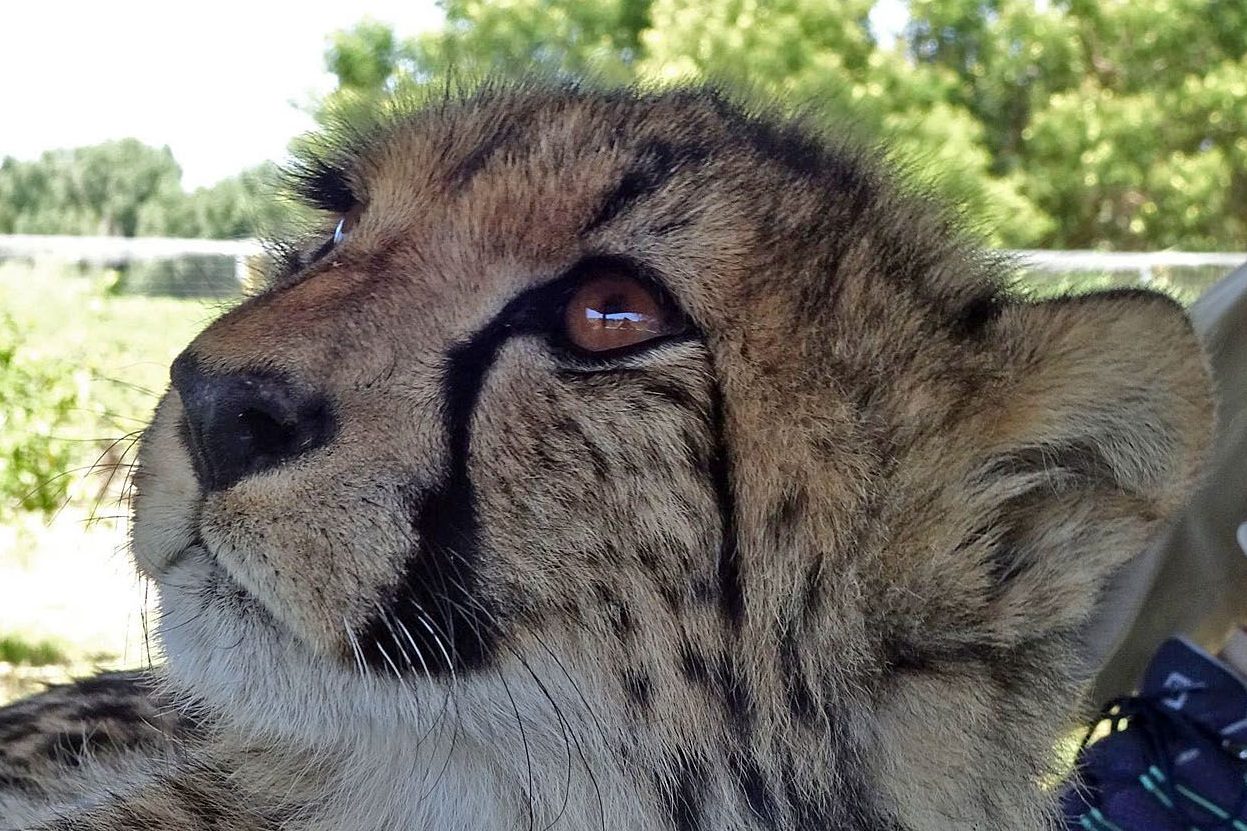 Cheetah Gepard Detail Kopf2