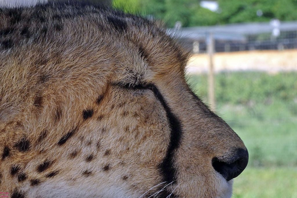 Gepard Cheetah Detail Kopf